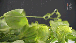 豌豆尖洗凈，切斷備用。