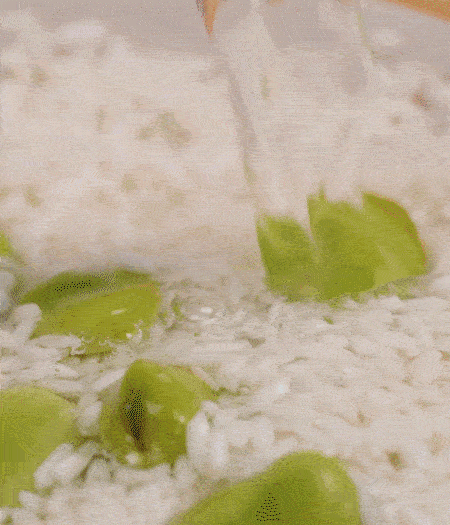 鍋底抹油，將淘洗干凈的大米，加蠶豆、清水，蓋蓋中火煮。